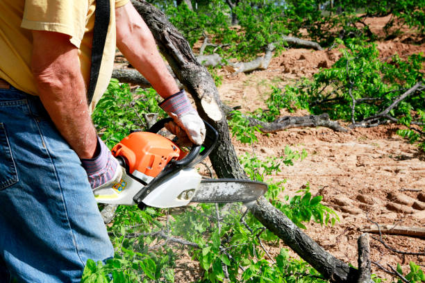 Residential Tree Removal in Du Quoin, IL